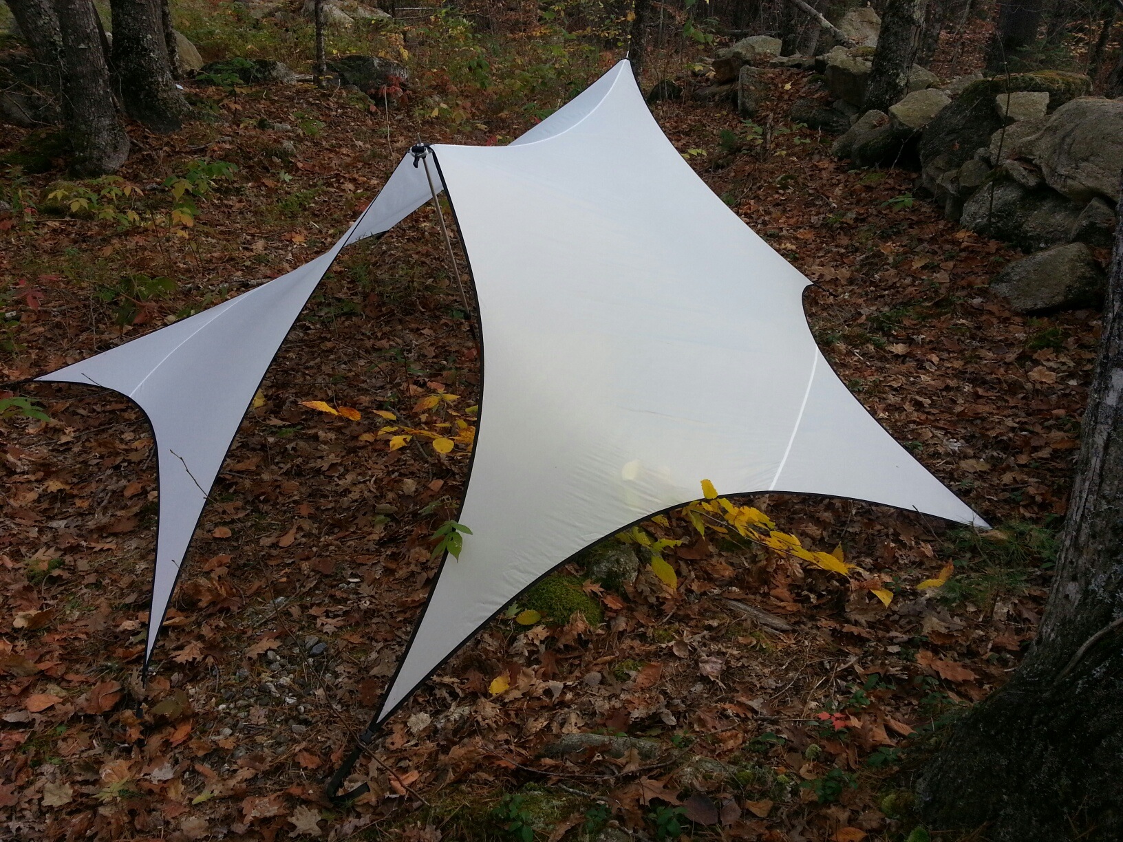 wing2.jpg